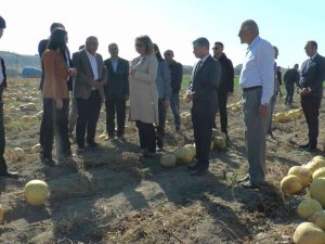 Vali Becel: “Çerezlik Kabak Çekirdeğinde Türkiye’nin Yüzde 31’ini Nevşehir Üretiyor”