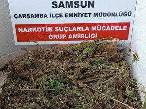 Samsun’da 9 Kilo 975 Gram Esrar Ele Geçirildi: 8 Gözaltı
