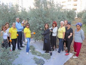 Zeytinler Kız Çocukları İçin Toplandı