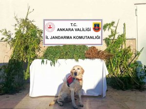 Ankara’da Uyuşturucu Operasyonları: 6 Gözaltı
