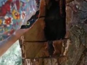 Ağaç Gövdesinden Kova Kova Bal Çıktı, Görenler Hayrete Düştü