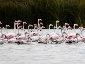 Tuz Gölü Değil Tokat’ta Görüntülendiler, Yüzlercesi Geldi