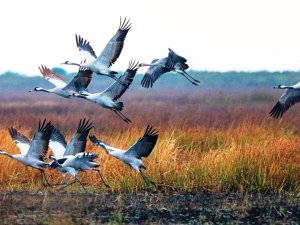 Kızılırmak Deltası’nda Turna Sürüsü Görüntülendi