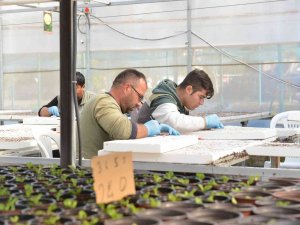 Çorum’da Belediye, 45 Bin Kış Çiçeğini Toprakla Buluşturacak