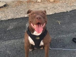 İ̇zmir’de Kilitli Kulübedeki Köpeğin Yakılarak Telef Olmasına İlişkin 1 Tutuklama