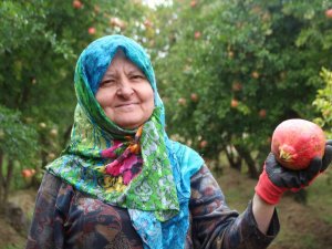 ’Deve Dişi’ Narında Üretici Bu Yıl Rekolteden Memnun, Fiyatlardan Değil