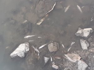 Su Seviyesi Düşen Kanalda Onlarca Balık Öldü