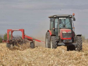 Tarlada Kalan Mısır Sapları Elektrik Enerjisine Dönüşüyor