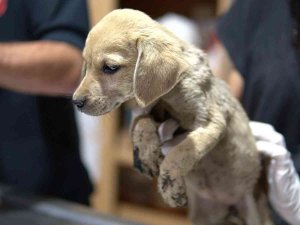 Ölüme Terk Edilen Yavru Köpeklere Tarsus Belediyesi Sahip Çıktı
