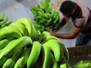 Markette İthali 50, Yerlisi 25 Tl: Muzda Hasat Başladı, Bahçede Kilosu 13 Tl