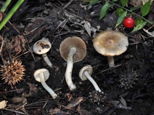 Dünyada Sadece Türkiye’de Yetişen Sığla Ormanlarında Yeni Bir Mantar Türü Keşfedildi