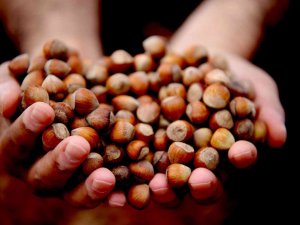 Fındık Fiyatı Haftayı Yükselişle 47 Liradan Kapattı