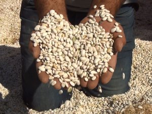 Türkiye’nin Kuru Fasulye İhtiyacını Yüzde 8’ini Ahlat Karşılıyor