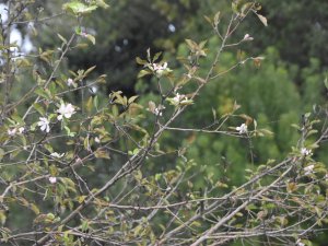 Sinop’ta Kış Öncesi Elma Ağaçları Çiçek Açtı