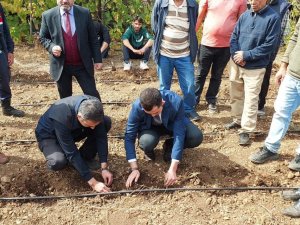 Yok Olma Tehlikesiyle Karşı Karşıya Olan Sütçüler Kekiği Kültüre Alındı