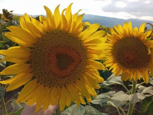 Samsun’un Sebze Ve Meyve Rekoltelerinde Artış