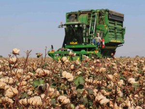 "Gelincik" Ve "Sarıgelin" Hasat Edildi