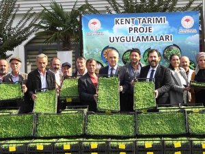 Yalova’da 35 Çiftçiye 500 Bin Adet Kıvırcık Fidesi Dağıtıldı
