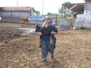 Manda Yavruları ’Çakal’ Tehdidi Altında