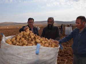 Darende Patateste Bölgenin Cazibe Merkezi Oldu