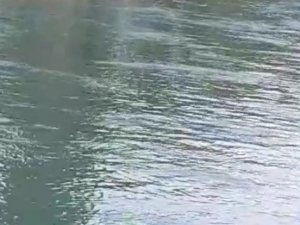 Sulama Kanalına Düşen Kadını Vatandaşlar Kurtardı