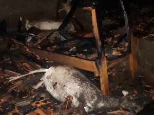 Erdek’te Ağılda Yangın: İ̇ki Koyun Telef Oldu