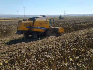Diğer Ürünlere Göre Maliyeti Düşük, Hasadı Devam Ediyor