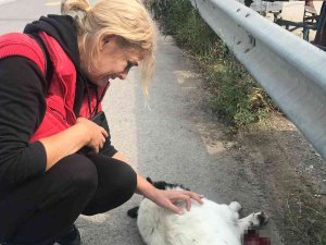 Tırın Ezdiği Köpek Telef Oldu, Mahalle Sakinleri Gözyaşlarını Tutamadı