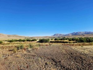 Kuruyan Baraj Alanında 300 Dönüm Söğüt Ormanlığı Oluştu