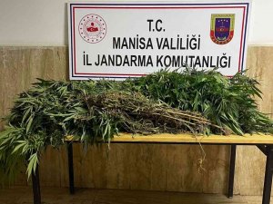 Manisa’da Jandarmadan Kenevir Operasyonu
