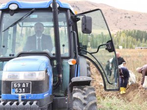 Mor Patatesin Hasadı Yapıldı