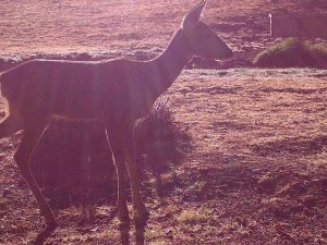 Yaban Hayatı Fotokapanla Görüntülendi