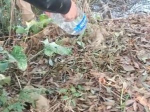 Iğdır’da Apartman Bodrumunda Yakalanan Su Yılanı Doğaya Bırakıldı