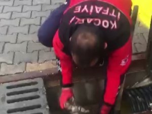 İ̇lkokul Öğrencisinin Dikkati 4 Yavru Kediyi Ölümden Kurtardı