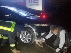 Otomobilin Altına Sıkışan Köpeği İtfaiye Ekipleri Kurtardı