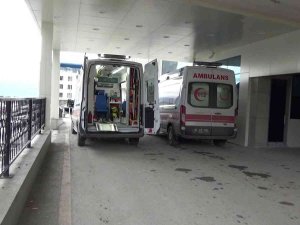 Kestane Toplarken Ayı Saldırısına Uğraşan Şahıs Yaralandı