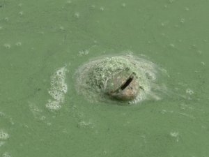 Kars Baraj Gölü Yeşile Büründü, Etrafa Pis Kokular Yayıldı