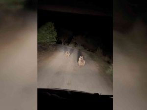 Ayılar Köyün İçinde Otomobilin Işığıyla Süratle Koştu