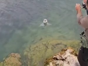 Elazığlı Balıkçılar, Olta İle 1.5 Metrelik Balık Tuttu