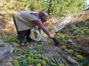 Tire’de Kestane Hasadı Başladı