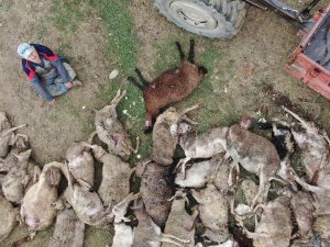 Başıboş Köpekler Birçoğu Gebe 41 Koyunu Telef Etti