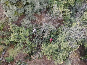 Aydın’ın Dağlarında Hareketlilik Başladı, Kestane Üreticilerini Hasat Telaşı Sardı