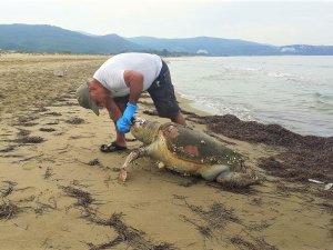 Hedef Dışı Av Olan Deniz Kaplumbağası Karaya Vurdu