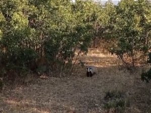 Bingöl’de Koruma Altında Bulunan Porsuklar Görüntülendi