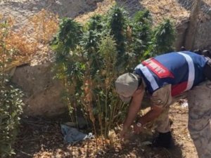 Şanlıurfa’da Kenevir Bitkisi İle Tüfek Ele Geçirildi