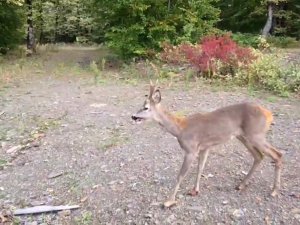 Tedavisi Yapılan Yaralı Karaca Doğaya Salındı
