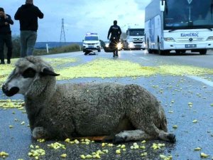Tır Şoförünün Dikkati Faciayı Önledi