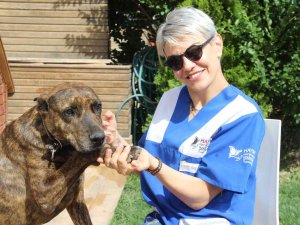 Hayvanseverlerden Canlı Hayvanların İnternetten Katalogla Satılmasına Tepki