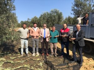 Kaymakam Zeytin Hasadı Yaptı