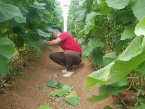 Derecik’te Seracılık Yaygınlaşıyor